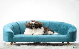 Miniature Poodle dogs for sale: Loki - Image 2