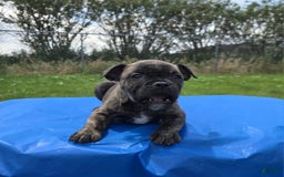 Olde English Bulldogge dogs for sale: Mel - Image 8