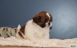 Shih Tzu dogs for sale: Leroy - Image 1