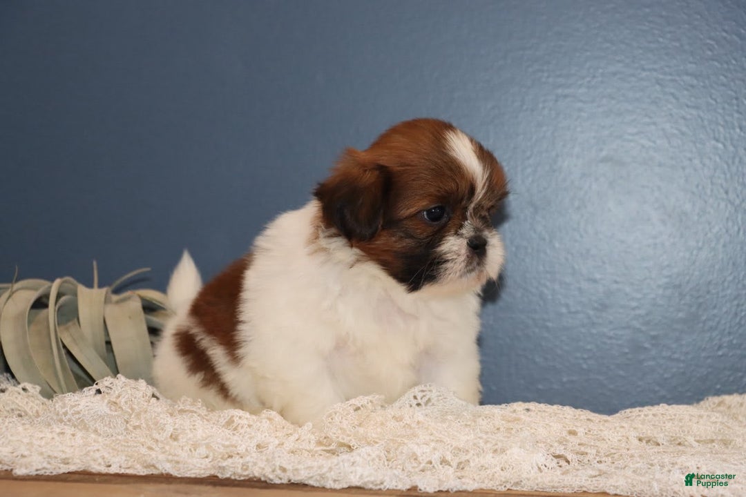 Shih Tzu dogs for sale: Leroy - Image 1