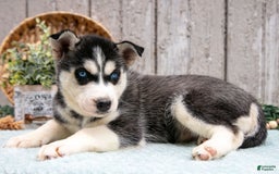 Siberian Husky dogs for sale: Tammy - Image 1