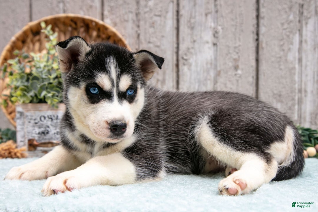 Siberian Husky dogs for sale: Tammy - Image 1