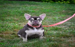 French Bulldog dogs for sale: Brooke - Image 1