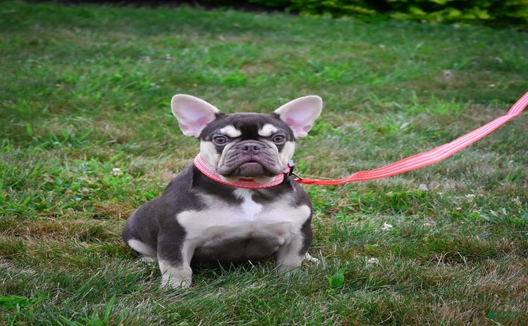 French Bulldog dogs for sale - Ad 5