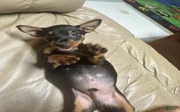 Miniature Pinscher dogs for sale: Coal - Image 3