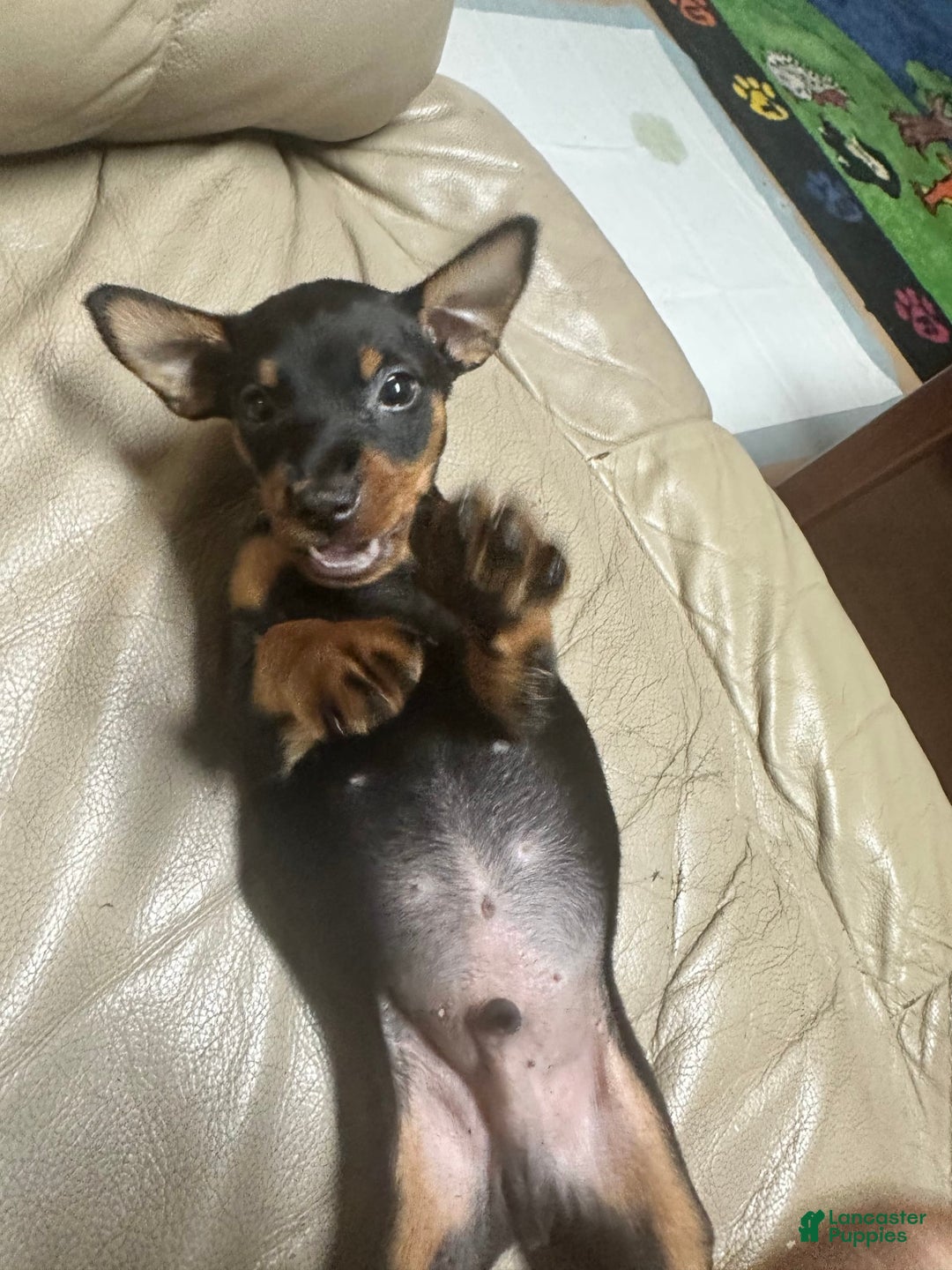 Miniature Pinscher dogs for sale: Coal - Image 3