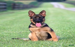 German Shepherd dogs for sale: Hazel - Image 2