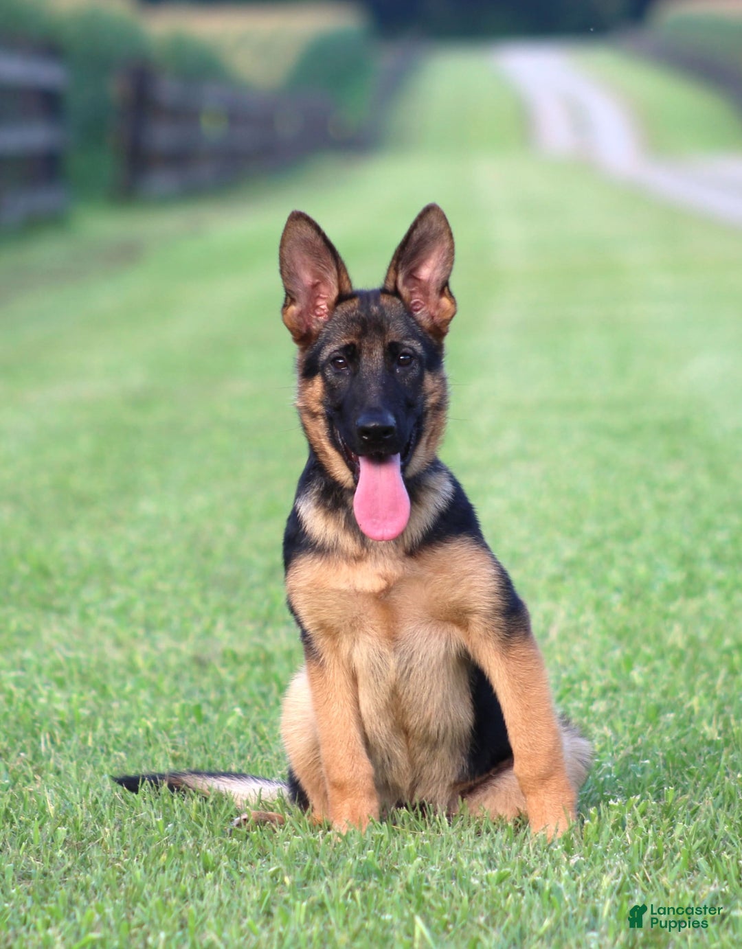 German Shepherd dogs for sale: Hazel - Image 2