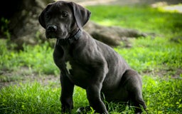 Great Dane dogs for sale: Selene - Image 15