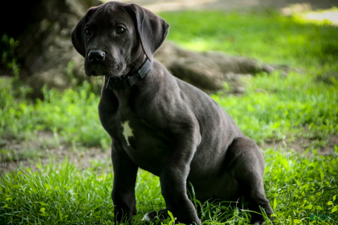 Great Dane dogs for sale: Selene - Image 15