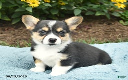 Welsh Corgi Pembroke dogs for sale: Cayenne - Image 1