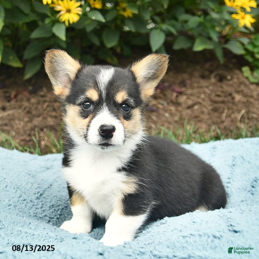 Welsh Corgi Pembroke dogs for sale: Cayenne - Image 1