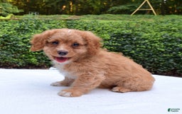 Cavapoo dogs for sale: Poppy - Image 4