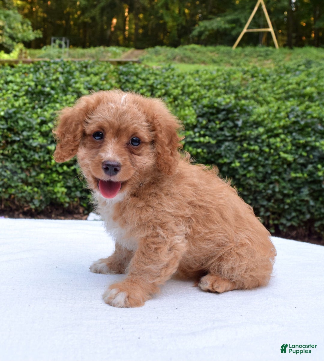 Cavapoo dogs for sale: Poppy - Image 4