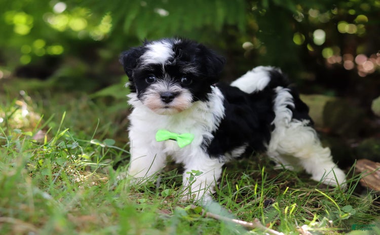 Havanese dogs for sale - Ad 2