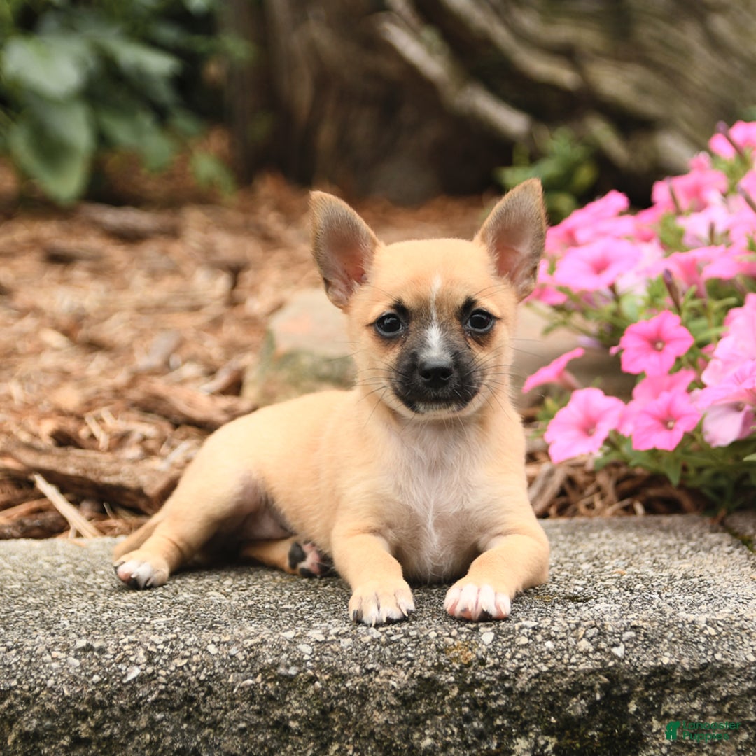 Pomeranian dogs for sale: Pomeranian 3 puppies - Image 6