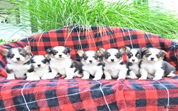 Welsh Corgi Pembroke dogs for sale: Sparky - Image 1