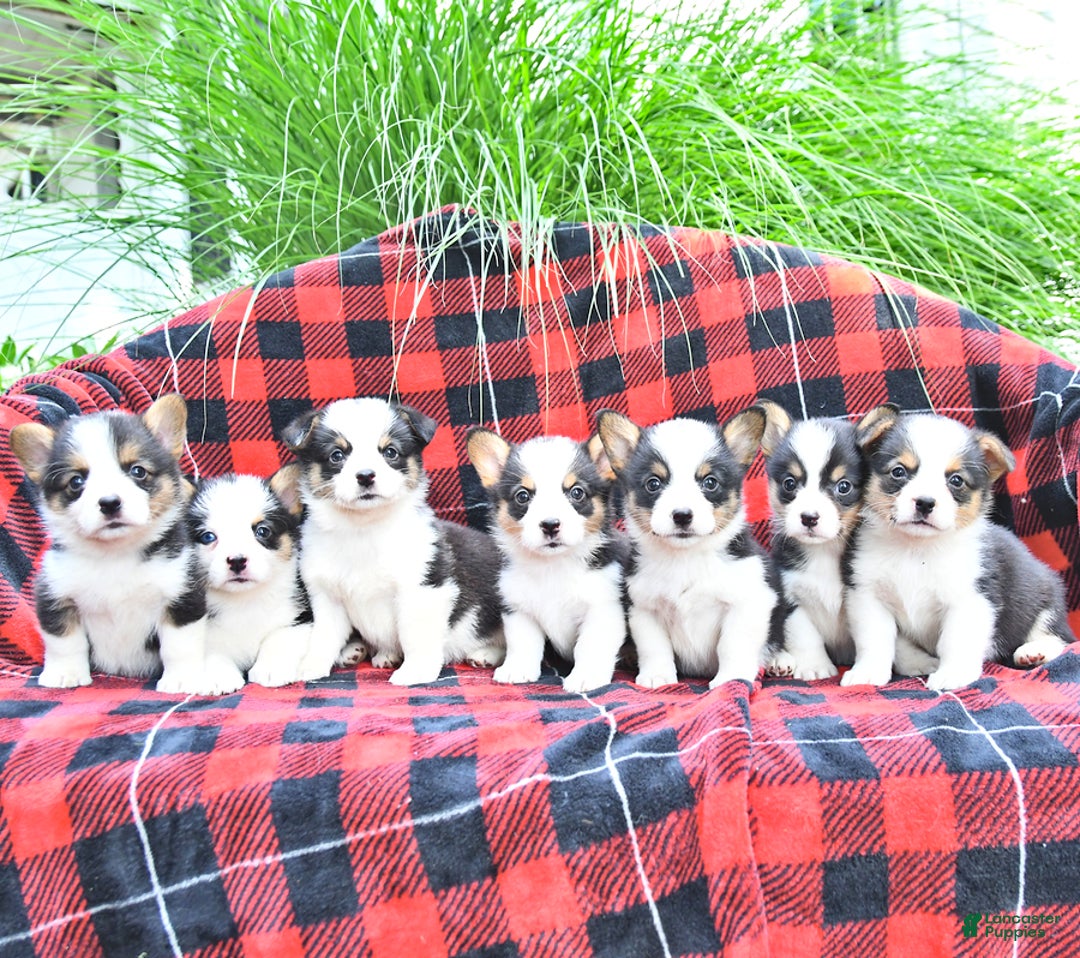 Welsh Corgi Pembroke dogs for sale: Sparky - Image 1