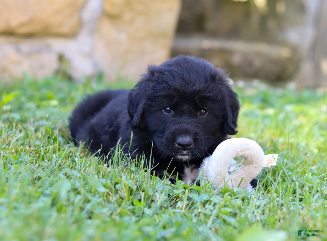 Newfoundland dogs for sale: Luna - Image 1