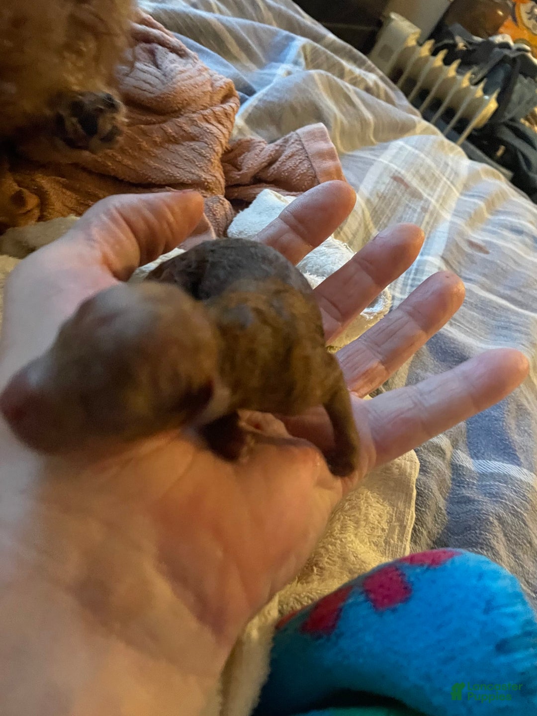 Toy Poodle dogs for sale: Buck - Image 6