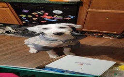 Sheepadoodle dogs for sale: Stormy - Image 3