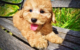 Havapoo dogs for sale: Ember - Image 10