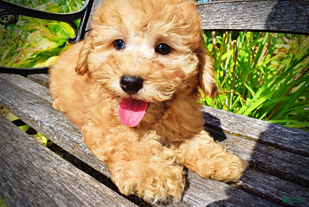 Havapoo dogs for sale: Ember - Image 10