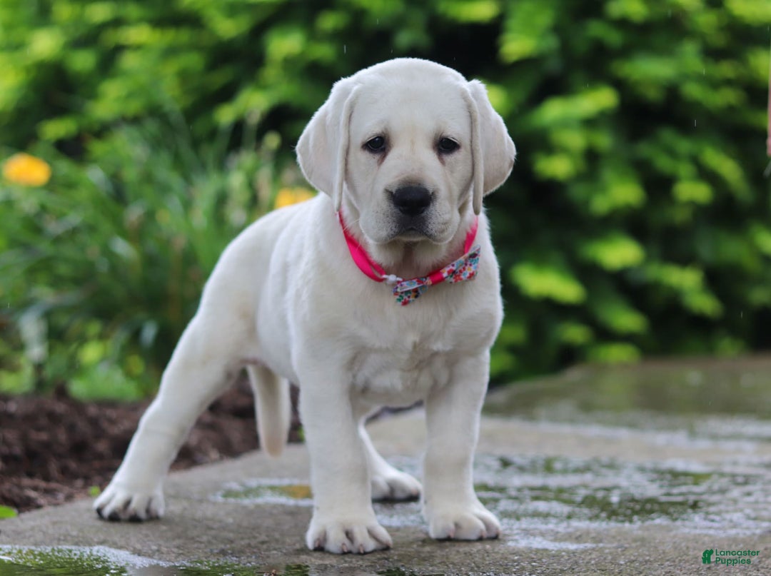 Labrador Retriever dogs for sale: Beth - Image 2