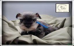 Miniature Schnauzer dogs for sale: Basil - Image 3