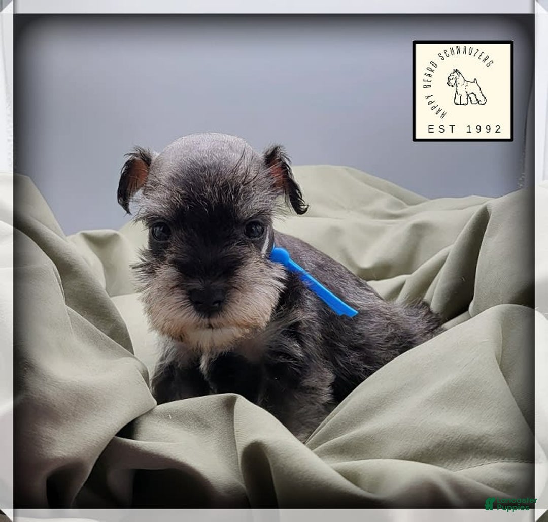 Miniature Schnauzer dogs for sale: Basil - Image 3