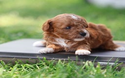 Toy Poodle dogs for sale: Raine - Image 9