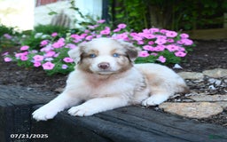 Australian Shepherd dogs for sale: Bear - Image 2