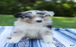 Australian Shepherd dogs for sale: Georgia - Image 10