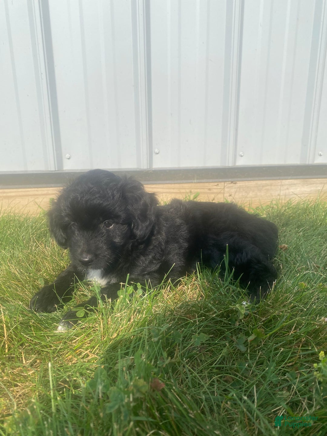 Mini Aussiedoodle dogs for sale: Honey - Image 11
