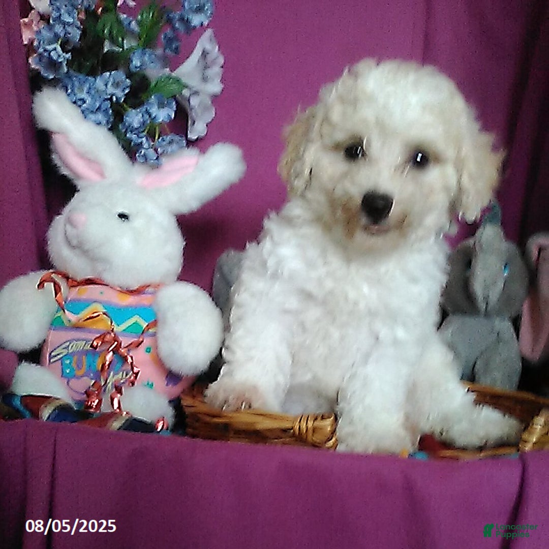 Toy Poodle dogs for sale: Cody - Image 2