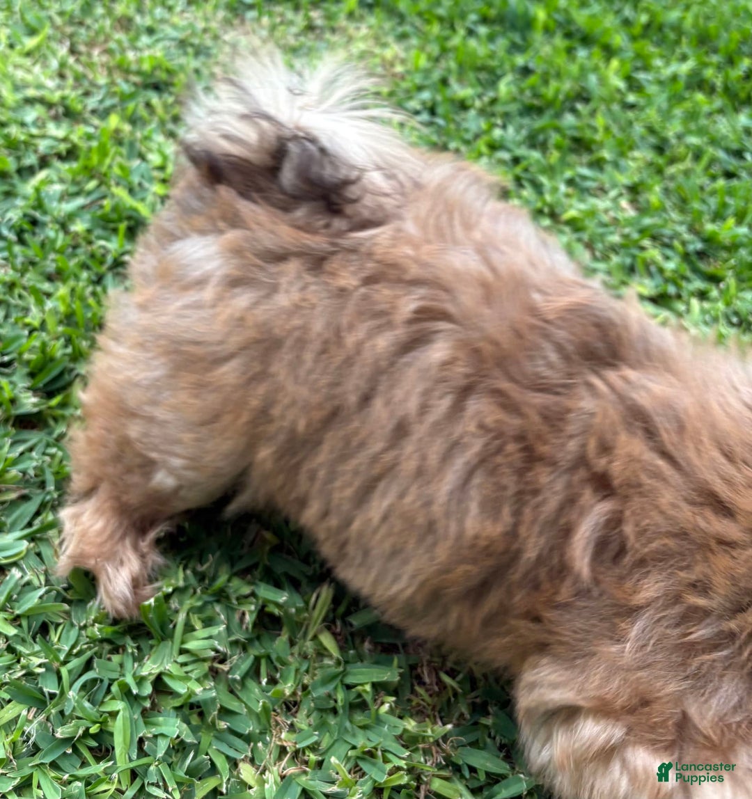 Shih Tzu dogs for sale: Brennan - Image 20
