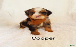 Mini Bernedoodle dogs for sale: Cooper - Image 2
