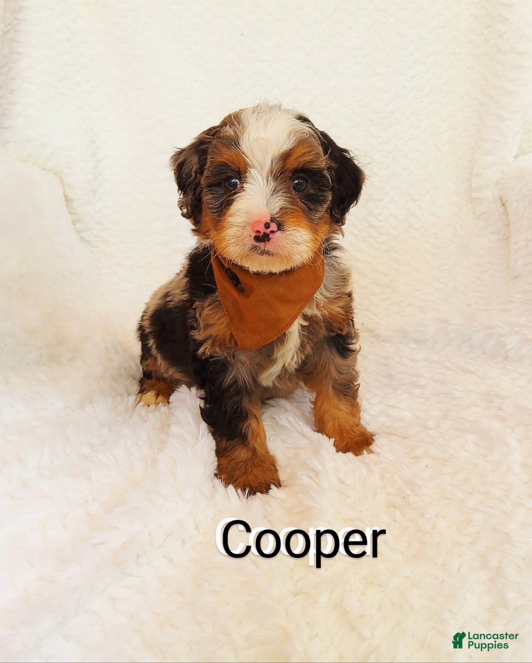 Mini Bernedoodle dogs for sale: Cooper - Image 2