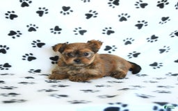 Shorkie dogs for sale: Kate - Image 10