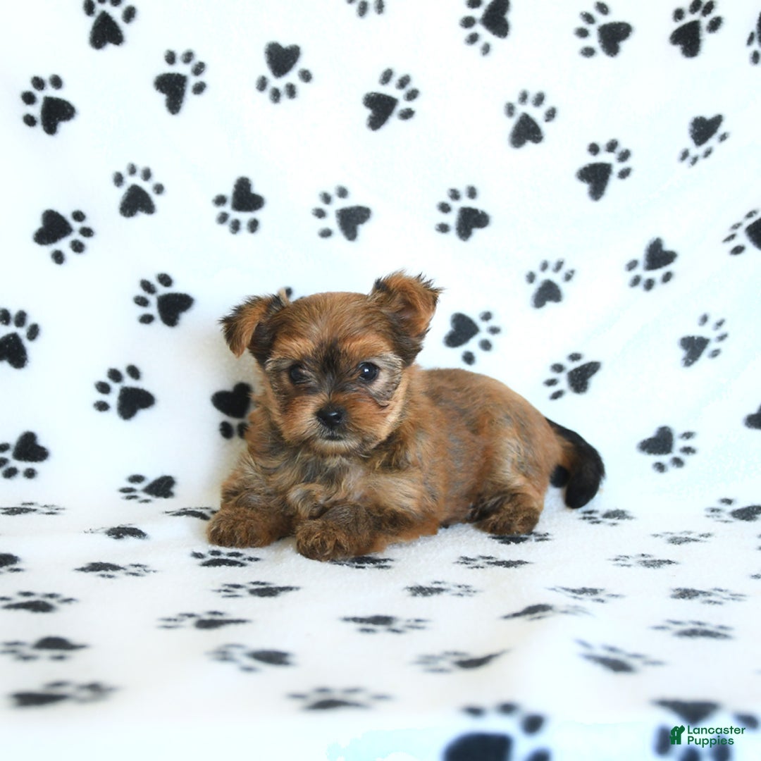Shorkie dogs for sale: Kate - Image 10