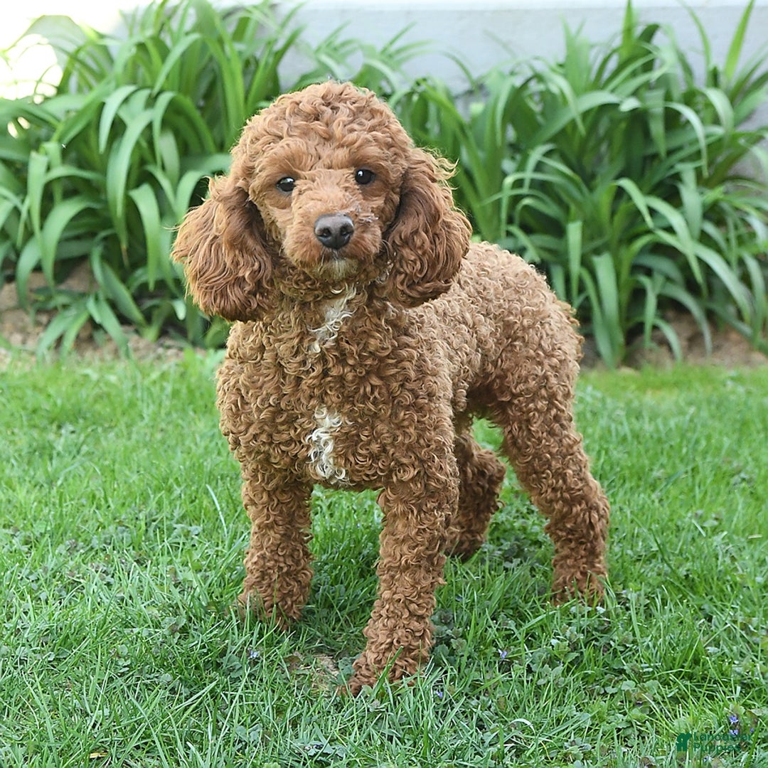 Mini Goldendoodle dogs for sale: Jared - Image 7