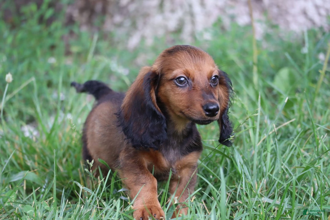 Miniature Dachshund dogs for sale: Dash - Image 11