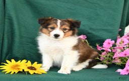Shetland Sheepdog dogs for sale: Bingo - Image 2