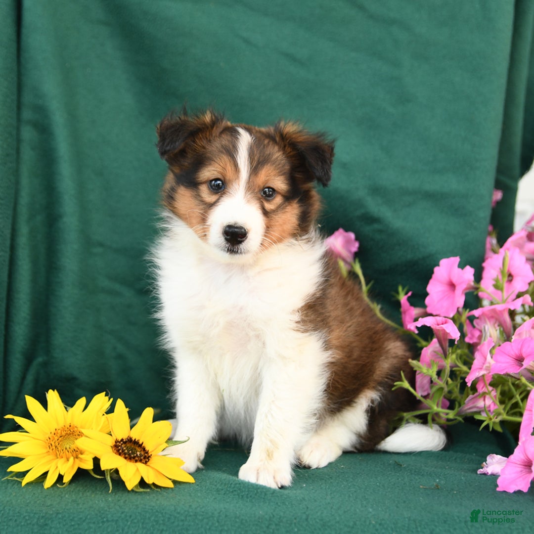 Shetland Sheepdog dogs for sale: Bingo - Image 2