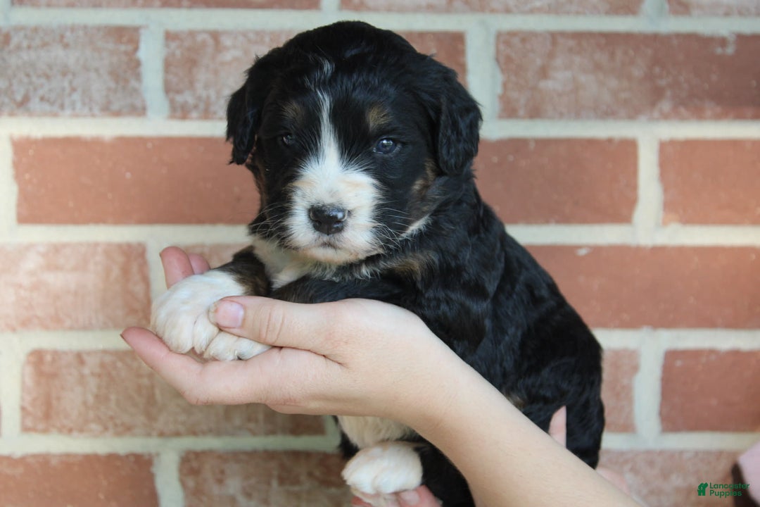 Bernedoodle dogs for sale: Twinkle - Image 1