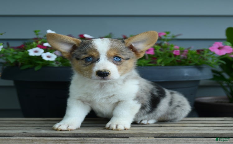 Welsh Corgi Pembroke dogs - Advert 17