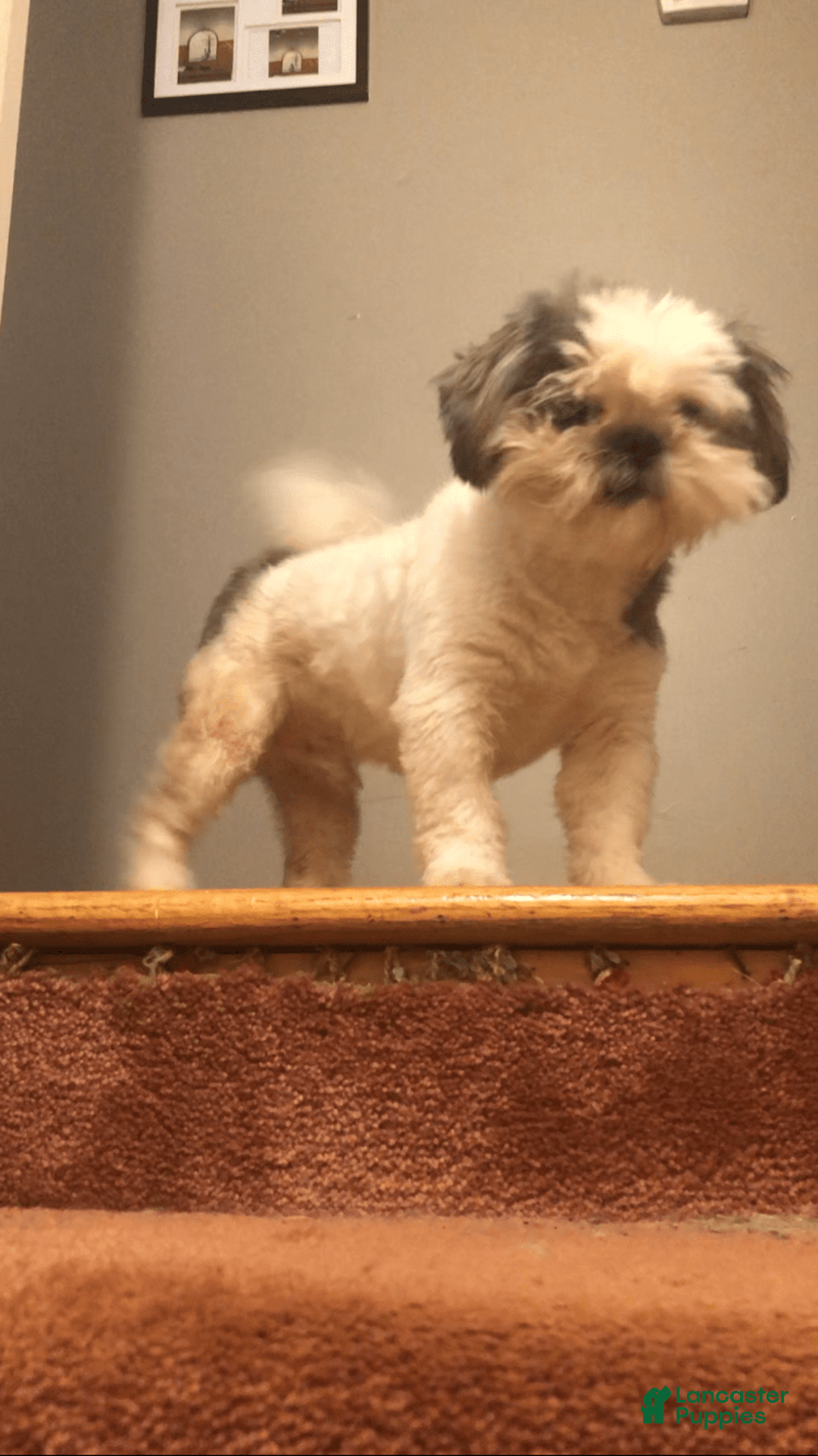 Shih Tzu dogs for sale: Nina - Image 4