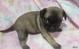 Pug dogs for sale: Candy - Image 1