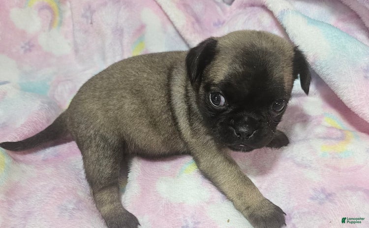 Pug dogs for sale - Ad 1