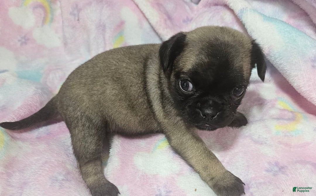 Pug dogs for sale: Candy - Image 1